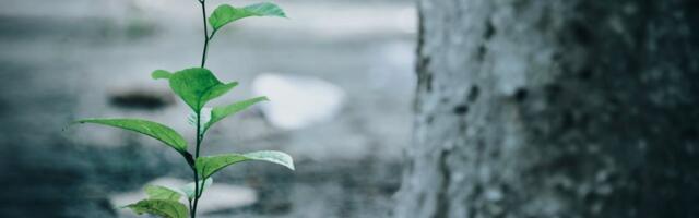 Üleskutse „Istuta (üks) puu!“