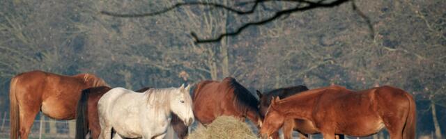Päevahoroskoop : esmaspäev, 16. märts