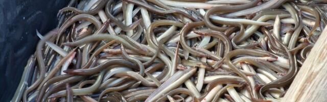 Riik plaanib angerjate väikejärvedesse asustamise toetusele lõpu teha