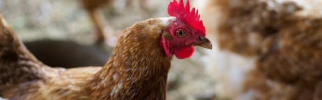 Kanade puurispidamise keelustamine läbis Riigikogu istungil esimese lugemise