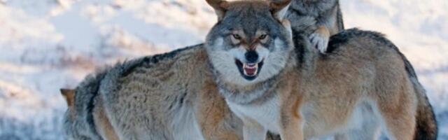 REPORTAAŽ | Soomaa karjakasvataja suurkiskjate koostöökogul: mis siis veel saab, kui karud ka kõik üles ärkavad!