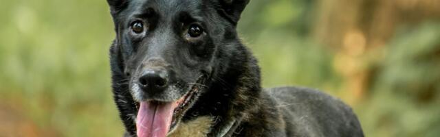 Selle nädala staar on Tiiu Valga varjupaigast