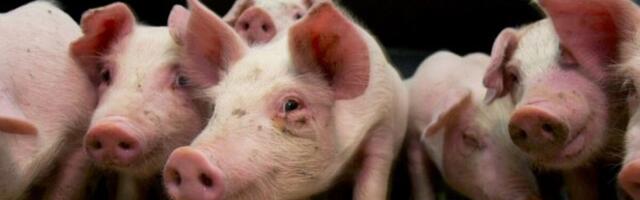 KURB: Viljandimaal hukkus sigala laevaringus vähemalt sada looma