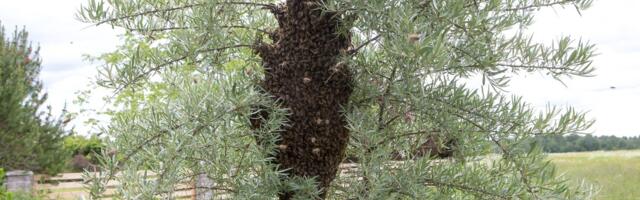 „Ärge ostke neid!“ hoiatab teadlane leitud mesilasperede soetamise eest