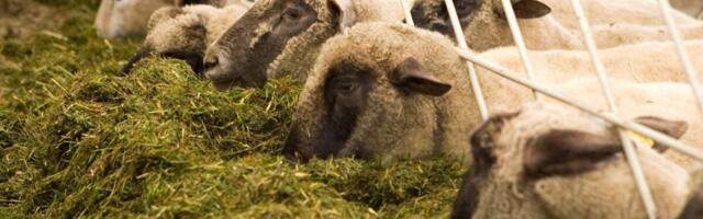 Eestis on tõusnud lammaste siseparasiitide ravimresistentsus