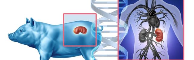 Vatikan lubab katoliiklastel loomi organidoonoritena kasutada