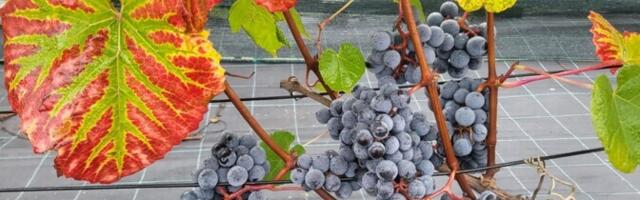 Eesti oma viinamari peab trotsima nii kliimat kui ka EL-i regulatsioone