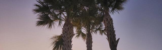 Maikuu, suur Toomepuu, uhke ja (stratkomi)õisi täis…