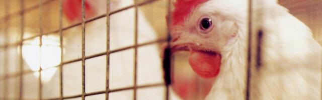 Mati Kaal_ kana ei ole munemismasin