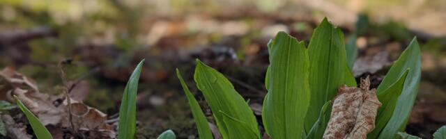 Keskkonnaamet: loodusest saab karulauku korjata mõistlikus koguses ja vaid enda tarbeks