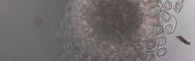 Regionaal- ja Põllumajandusministeerium jätkab metssigade keeritsussiuuringute rahastamist