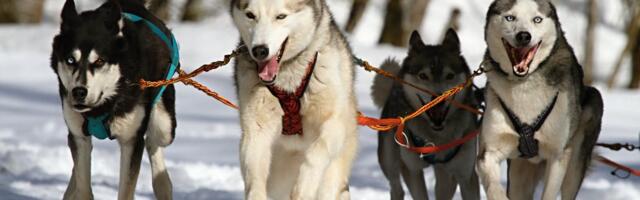 Valgamaal otsitakse päkapikke, et lapsed saaksid koos kelgukoertega seiklema minna