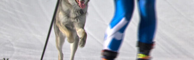 VIDEO | Suusatajate kõrval ületas olümpial finišijoone ka huntkoer