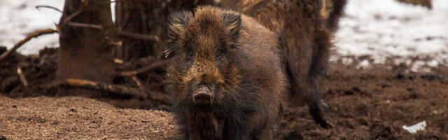 HEA JAHIAASTA | Jahimehed täitsid enamiku küttimismahtudest