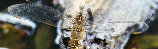 Uuring: hiidputukad tappis evolutsiooni võidujooks, mitte hapnikunappus