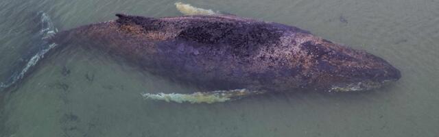 Läänemeres mitu nädalat lõksus olnud vaala plaanitakse hukata