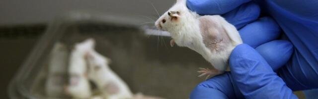 Lõpp oli hirmus_ jaapanlaste 20 aastat kestnud hiirte kloonimise eksperiment jõudis oma piirini