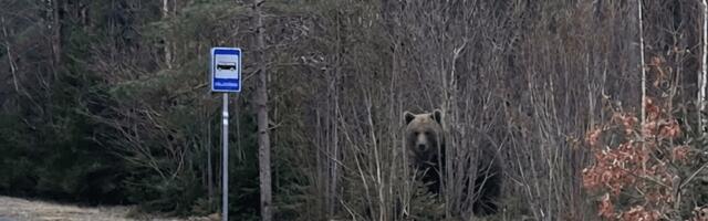 PILTUUDIS | Talveunest ärganud Hiiumaa karu nähti Kõlunõmme bussipeatuses