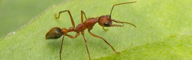 Kuu on nutika öösipelga kompass