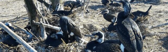 OTSEPILT | Ornitoloogiaühing käivitas kormoranide veebikaamera