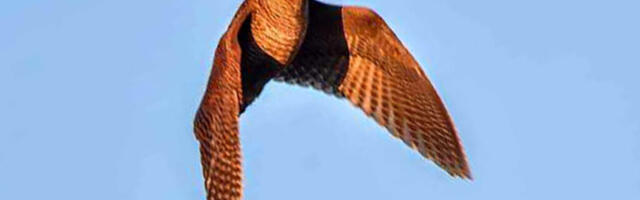 Лічення глядачів на грі "Метскурвіцате" розпочалося.