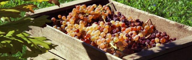 PTA avastas eelmisel aastal illegaalselt märgistatud puidust pakkematerjali