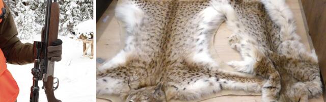 Eesti suurim salaküttimise juhtum läheneb lõppvaatusele