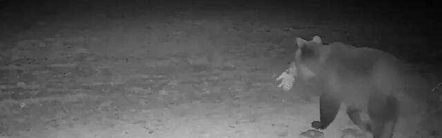 ВІДЕО | Природа недбала: дика свиня біжить прямо у вуса ведмедя