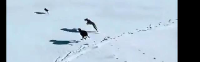 DELFI VOOG | Video_ nagu stseen Hollywoodi kassahitist! Hundid ja jänes pidasid maha raevuka tagaajamise