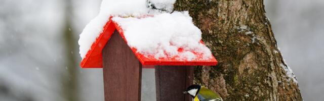 Kaunis talveilm tõi aialinnuvaatlejatel sära silmisse ja head tulemused