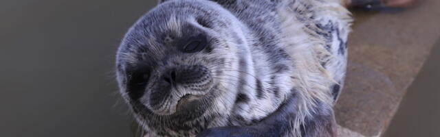 Nõva päästjad käisid Harjumaal hüljest päästmas