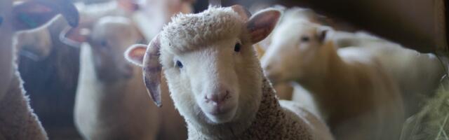 Küprosel levib suu- ja sõrataud