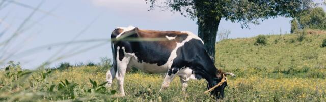 Küprosel levib suu- ja sõrataud