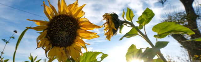 Kliimakultuse lõpp ehk papagoi on surnud