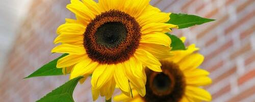 Saarde vallas oodatakse tunnustustele kandidaate