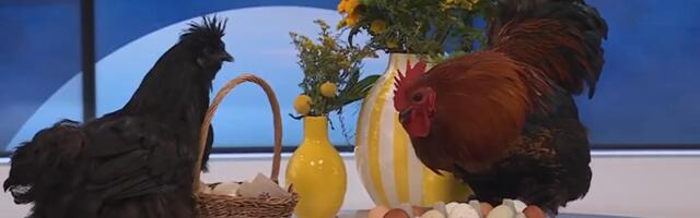 Video: "Terevisiooni" stuudios möllasid 1. aprillil kukk Bruno ja kana Eliisabet