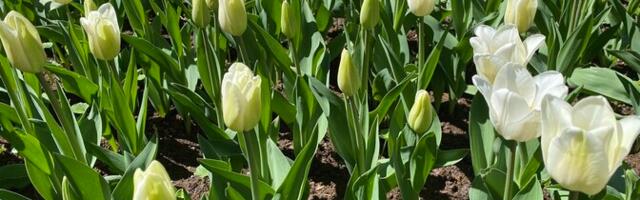 Eva Luigas: sibullilli tuleb väetada kohe, kui need nina mullast välja pistavad