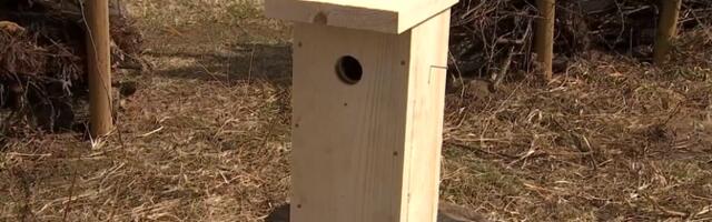 Tartus Maarjaväljal meisterdati lindudele pesakaste