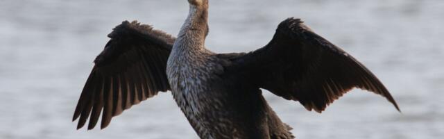 Kormoranid ei hävita sugugi kalavarusid, rõhutati Praha kormoranikonverentsil