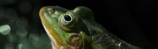 Algab kahepaiksete kevadränne – sõitkem ettevaatlikult!