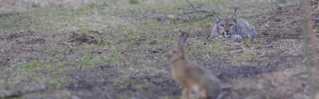 ВІДЕО: Лисиця ніколи не витекає у віконечко за зайцем. Або витікає?