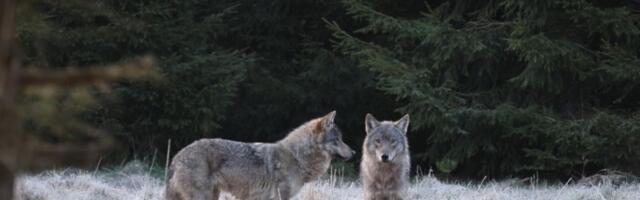 Läänemaa jahimehed küttisid sel hooajal 13 hunti