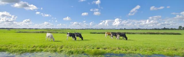 Esmakordselt Euroopas: Hollandi piimafarmis avastati linnugripi vastased antikehad