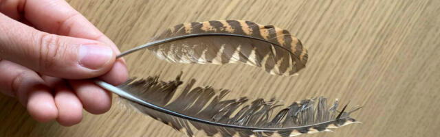 LAUPÄEVAL ALGAB TÄNAVUNE METSKURVITSATE MÄNGULENNU LOENDUS