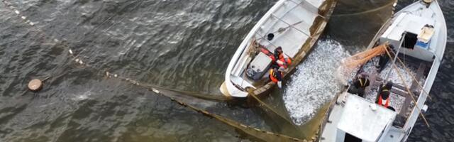 Põllumajandusministeerium kavandab rannakalanduse reformi