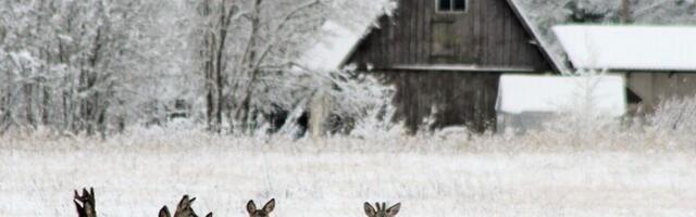 Sünoptik: tõsine talv saab neljapäevaga läbi