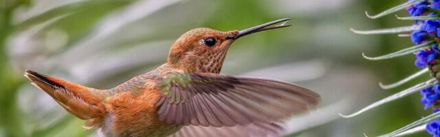 Koolibrid ja mesilased joovad iga päev alkoholi