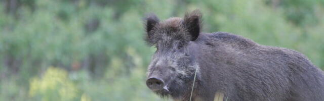 Saaremaa, Lääne- ja Ida-Virumaa on endiselt kõrge riskiga seakatku piirkonnad