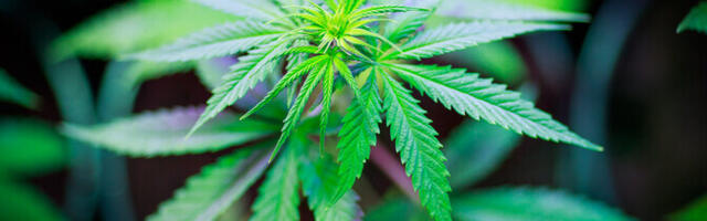 Ülevaateuuring kummutas kanepi vaimu turgutava mõju