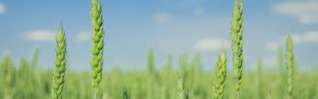 Kas rohkem lämmastikku tähendab suuremat saaki?